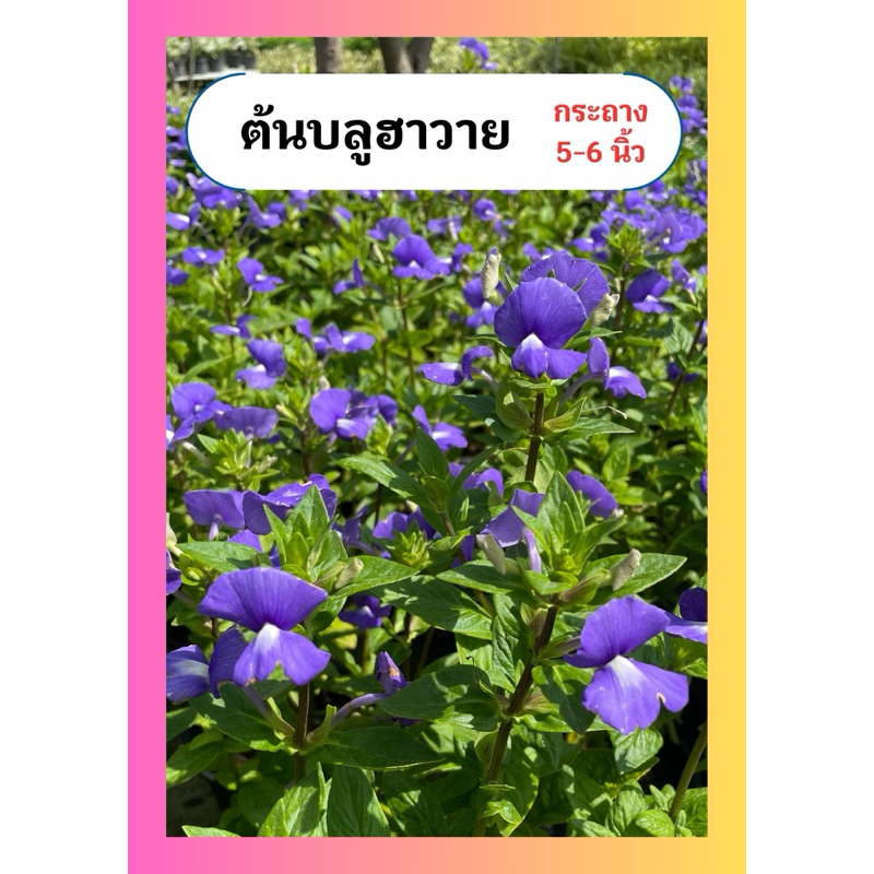 ต้นบลูฮาวาย ดอกสีม่วง ดอกทานได้  ทนแดด เลี้ยงง่าย กระถาง6นิ้ว