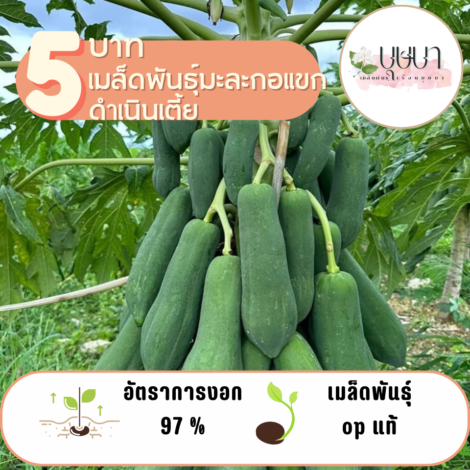 มะละกอแขกดำเนินเตี้ย 10 เมล็ด  5 บาท