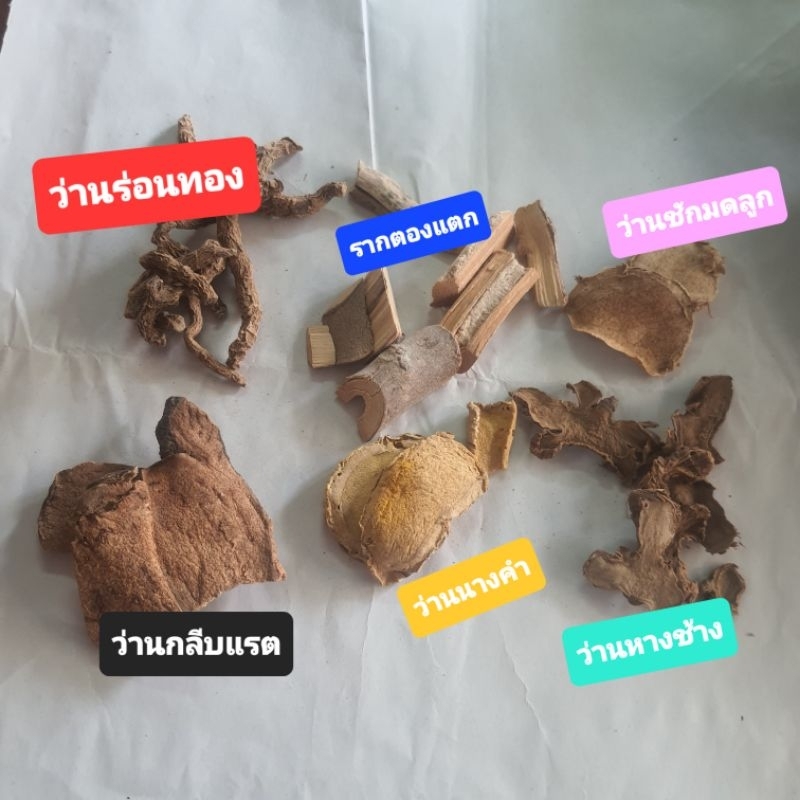ว่านกลีบแรต ว่านนางคำ ว่านร่อนทอง ว่านหางช้าง รากตองแตก ว่านชัก แบ่ง 15 , 50กรัม – โปรปัง