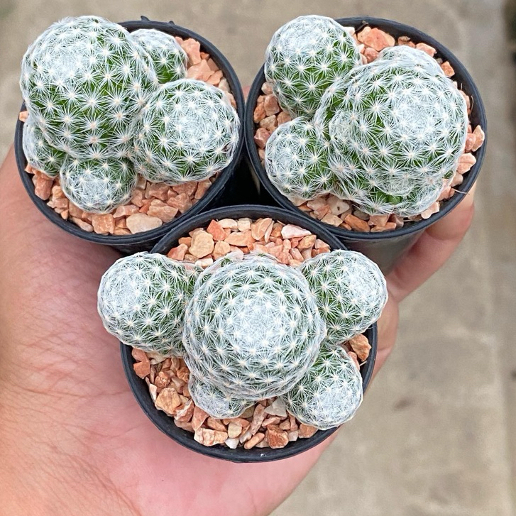 Mammillaria humboldtii แมมลูกกอล์ฟ