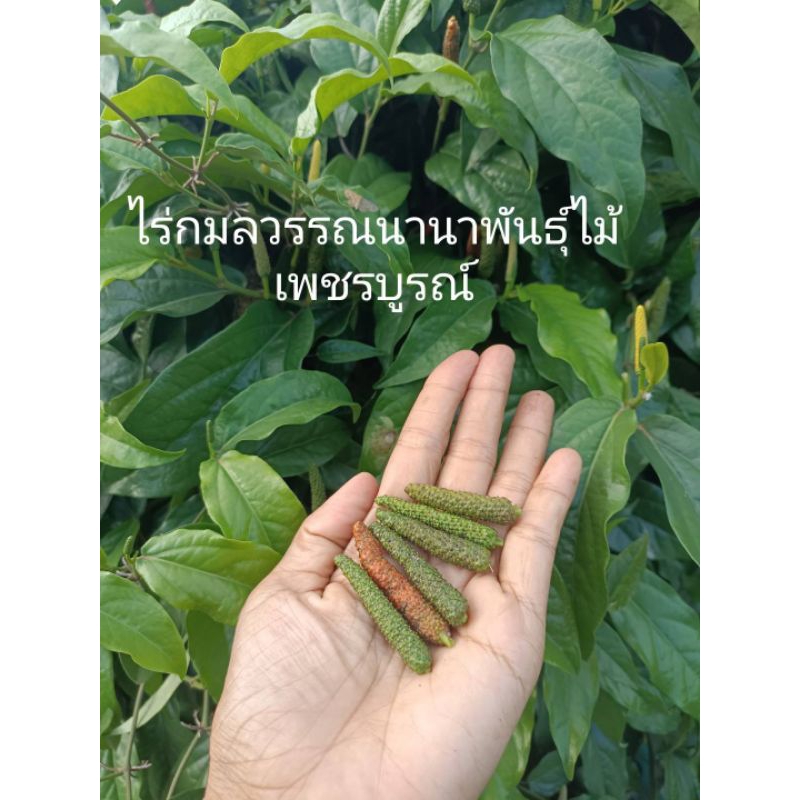 ดีปลีสด/แห้ง ปลูกออแกนิคพร้อมส่งเก็บสดใหม่ทุกออเดอร์