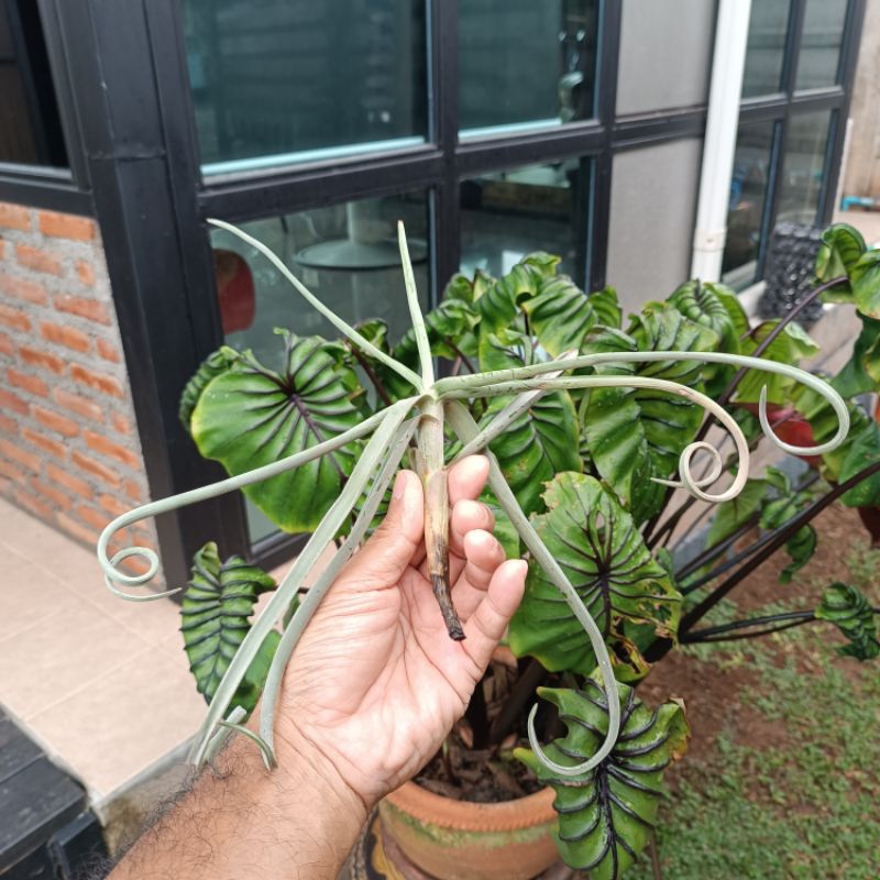 Tillandsia duratii สวยงามแปลกตา