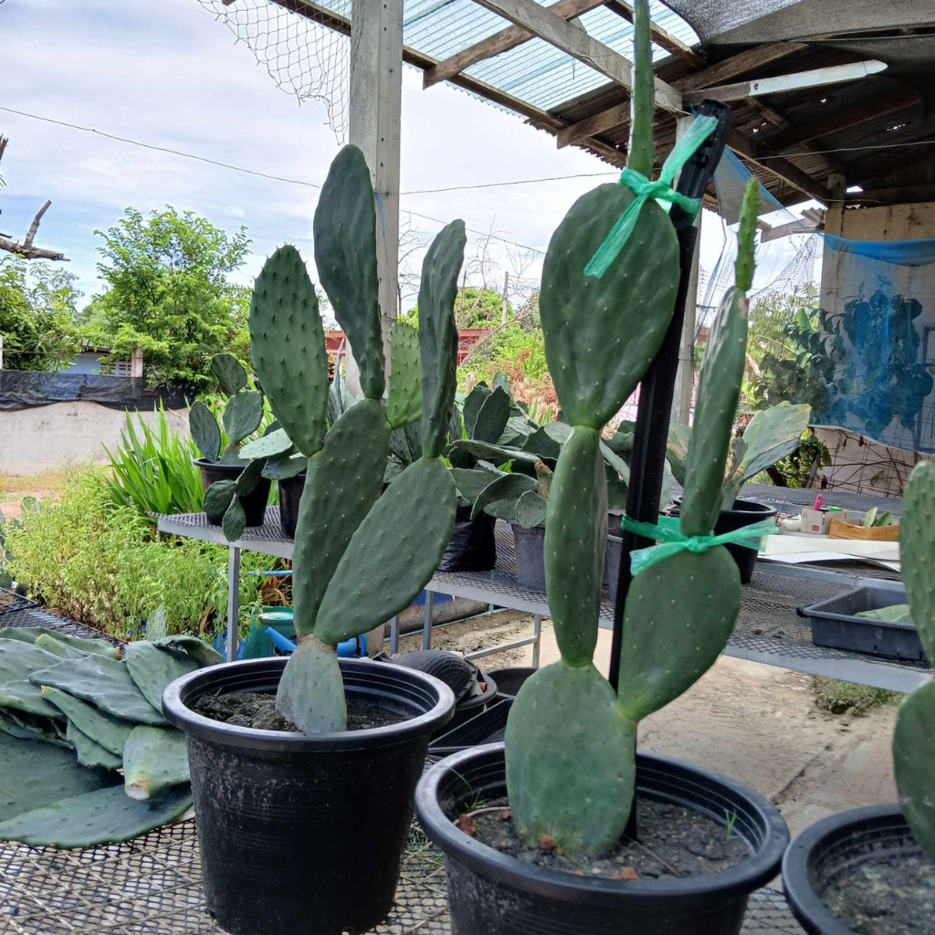 โอพันเทีย ฟิคัสอินดิกา Opuntia ficus indica ทานผลทานใบ กินได้ (แบบเป็นต้น3-4ใบ) คุ้ม กระบองเพชรกินได