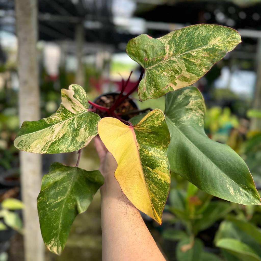 Philodendron Strawberry Shake ( Red Emerald Variegated ) ฟิโลเดนดรอน สตอเบอรี่เชค