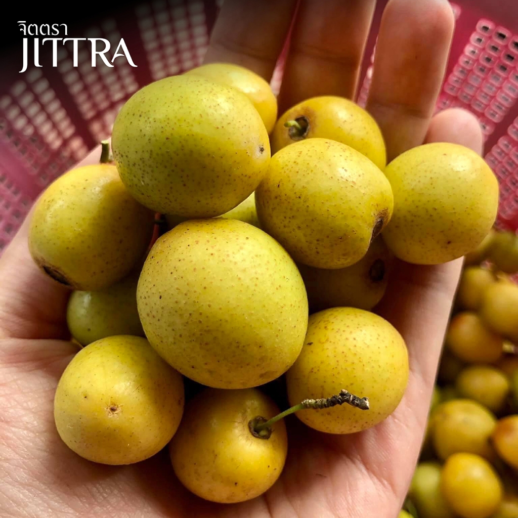 จิตตรา ต้นพันธุ์พุทราสามรส เสียบยอดสูง 60-80 ซม. ปลูกปีเดียวติดลูก พร้อมส่ง เคลมฟรี ต้นพันธุ์ผลไม้ ต้นเตี้ย ผลดก - รูปที่ 4