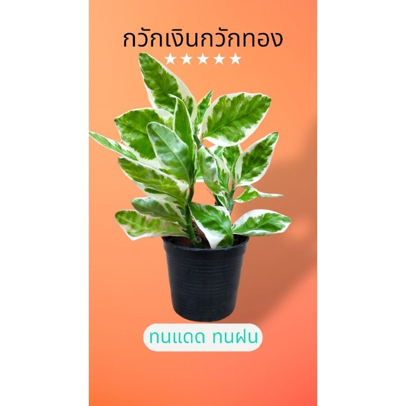 ต้นกวักเงินกวักทอง กวักเงินกวักทอง ไม้มงคล นำโชคลาภ เสริมฮวงจุ้ยให้บ้าน (ต้นพร้อมกระถาง3"นิ้ว)📌🌲⏳