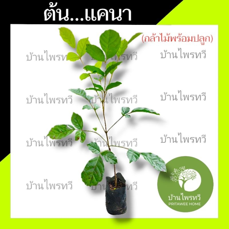 ต้นเเคนา บ้านไพรทวี แคนา ต้นแข็งแรง พร้อมส่ง ต้นไม้ตาย เคลมฟรี ทุกต้น เฉพาะ ระหว่างขนส่ง