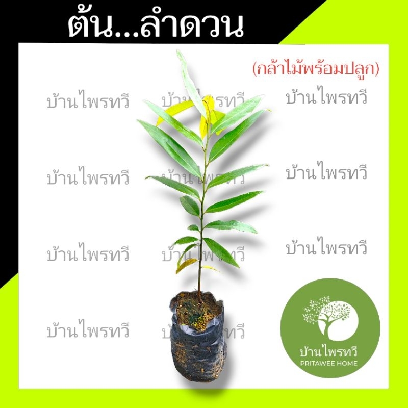 ต้นลำดวน บ้านไพรทวี ลำดวน ไม้มงคล ตระกูลเดียวกับ ต้นบุญนาค ต้นบุนนาก