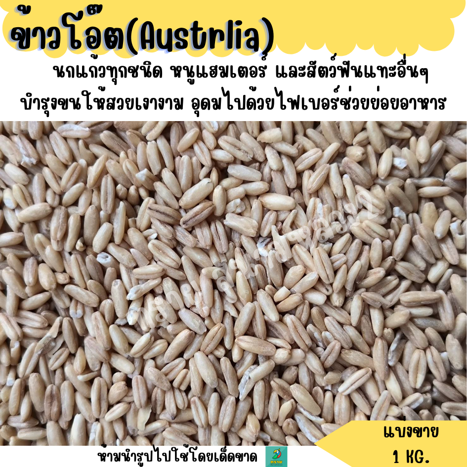 ข้าวโอ๊ต (แบ่งขาย 1 KG.) อาหารนกแก้ว และ สัตว์ฟันแทะ