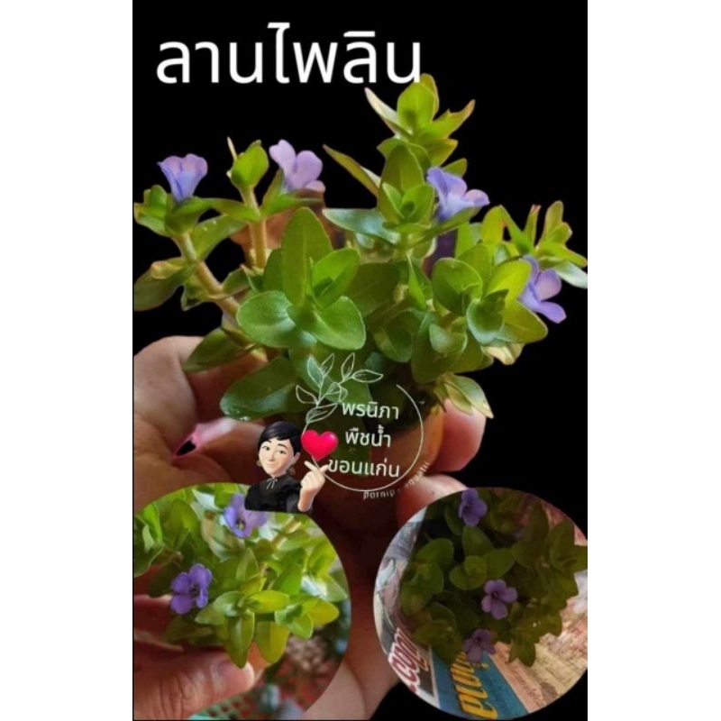 ต้นไม้น้ำต้นลานไพลิน (Bacopa caroliniana)