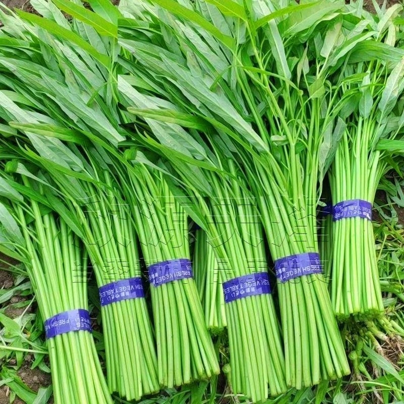 พันธุ์ผักบุ้งจีน 200เมล็ด ต้นอวบใหญ่ โตไว