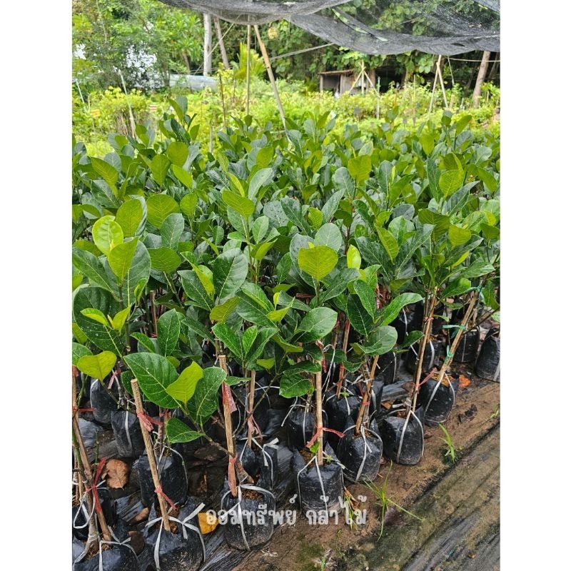 ต้นขนุนเพชรราชา ทาบกิ่ง🌳เนื้อสีเหลืองเข้ม หวาน กรอบ🎉เสียหายจากขนส่งเคลมฟรี