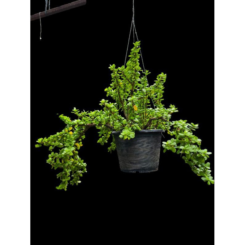 🍀🍀เบี้ยเศรษฐี /ไม้ฟอกอากาศ🍀🍀