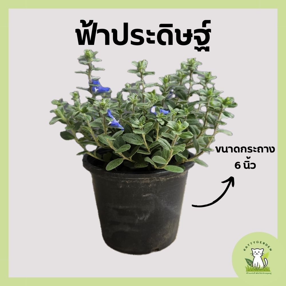 ต้นฟ้าประดิษฐ์ ต้นไม้ดอก ชอบแดดจัด กระถางดำ 6 นิ้ว - รูปที่ 2