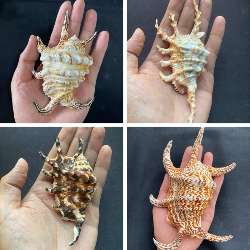 เปลือกหอยสังข์แมงมุมทะเล LIU JIAO conch shell สำหรับตกแต่งตู้ปลา 9-25cm