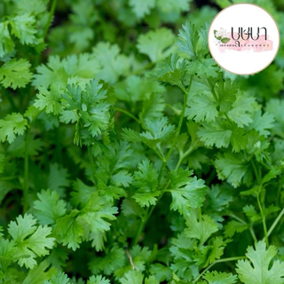 เมล็ดพันธุ์ผักชี 9บาท 400เมล็ด