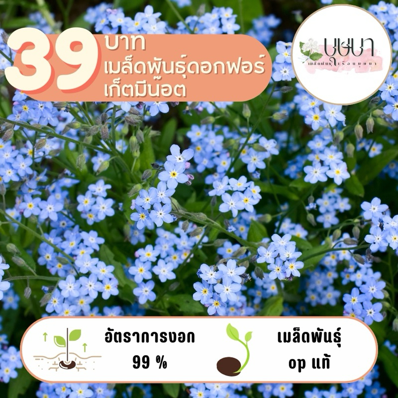 เมล็ดพันธุ์ฟอร์เก็ตมีน๊อต 39บาท 100เมล็ด