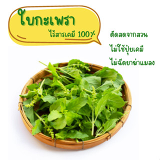 ใบกะเพราสด ใบกะเพรา ใบกะเพราไร้สารเคมี กะเพราใบใหญ่  กะเพราปลอดสารพิษ