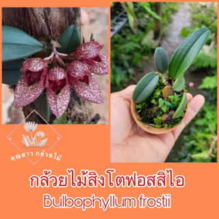 กล้วยไม้สิงโตฟอสสิไอBulbophyllum frostii 📌จากเวียดนาม ดอกน่ารัก