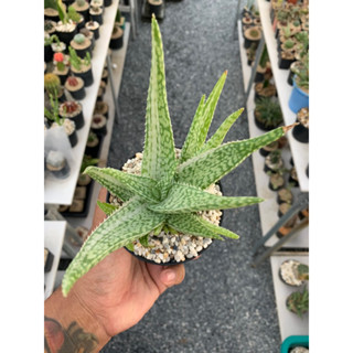 อโลด่าง (Aloe Vera Variegated) ว่านห่างจระเข้ด่าง