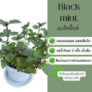 Black Mint แบล็คมิ้นท์  มิ้นท์ดำ กระถาง 4 นิ้ว