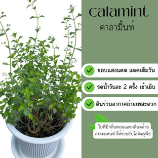 คาลามิ้นท์ Calamint ดอกสีขาว ขนาดกระถาง 4 นิ้ว