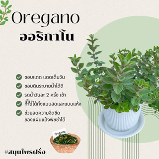 ออริกาโน Oregano ขนาดกระถาง 4 นิ้ว