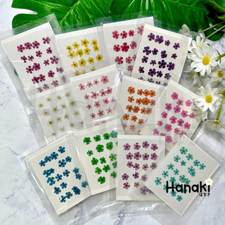 【พร้อมส่ง】ดอกพลัมญี่ปุ่น ดอกพลัมทับแห้ง (Plum) มี12สี💐20 ดอก Pressed Flowers💐