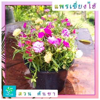 แพรเซี่ยงไฮ้ คุณนายตื่นสาย แบบคละสี 1 กระถางมีเป็นร้อยกิ่ง คุ้มสุดๆ