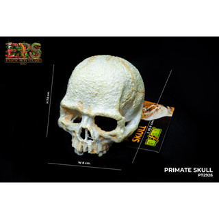 Exo Terra  PRIMATE  SKULL SMALL ที่ซ่อนตัว