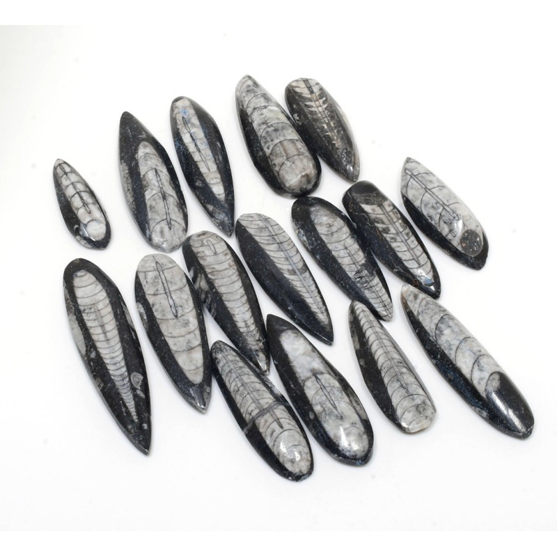 1 PC Natural Orthoceras Fossil Gemstone Healing Natural Orthoceras Gemstone For Jewellery Making Hea