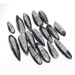 1 PC Natural Orthoceras Fossil Gemstone Healing Natural Orthoceras Gemstone For Jewellery Making Healing Gemstone