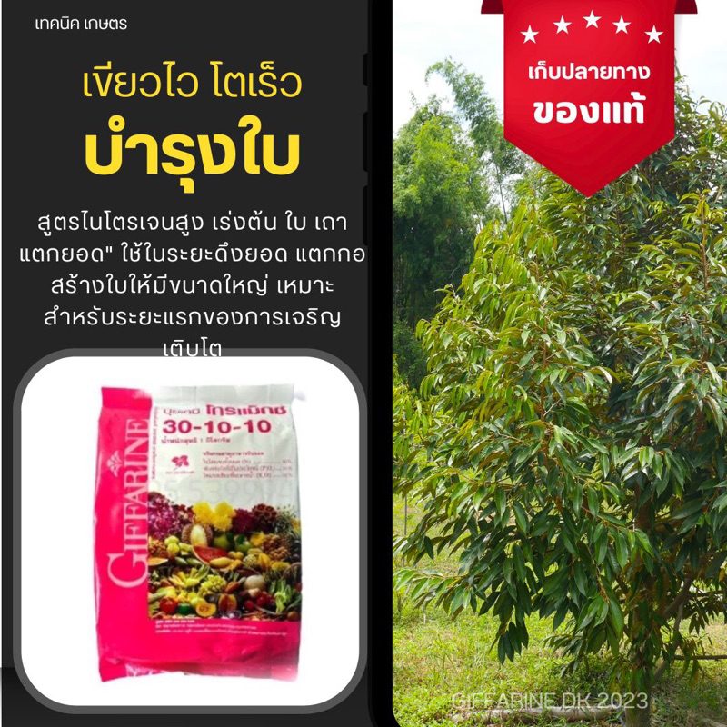 ปุ๋ย กิฟฟารีน 30 10 10 🌿ส่งฟรี🌿 ปุ๋ยกิฟฟารีน ปุ๋ยเร่งโต ปุ๋ยทางใบ ปุ๋ยทุเรียน ปุ๋ยทุเรียนเล็ก ปุ๋ยบำ