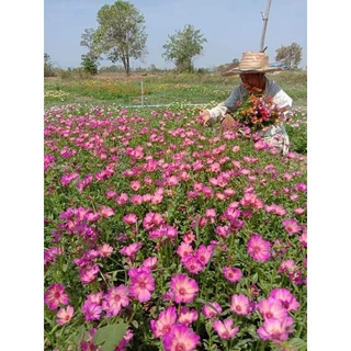 คุณนายตื่นสาย50สี คละสี กิโลละ80บาท ฉลองเปิดร้านใหม่💥🏵️🌹🌸🌺
