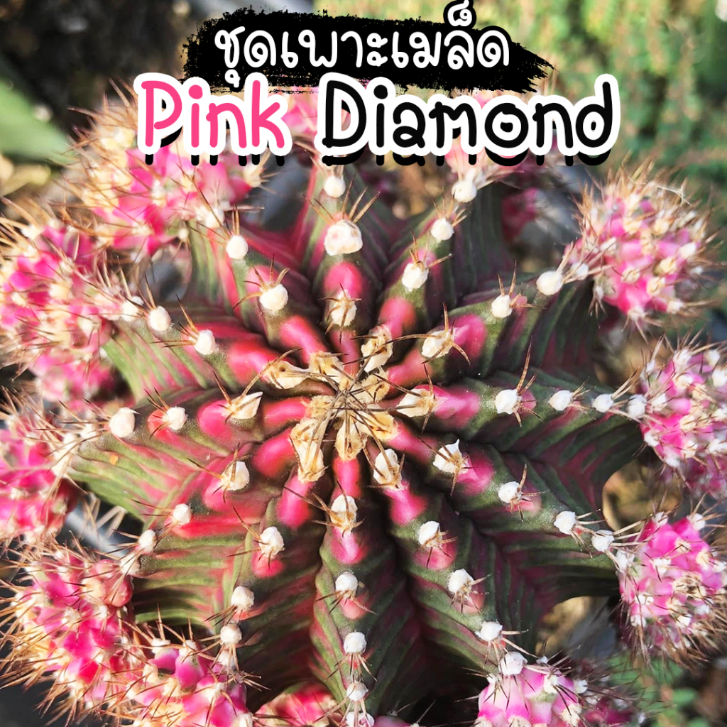 ชุดเพาะเมล็ดยิมโน Pink Diamond x Neon กระบองเพชร/แคคตัส