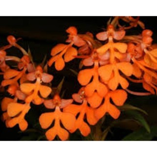 กลัวยไม้ดินลิ้นมังกรดอกส้ม Habenaria rhodocheila orange ชุด5ต้น150