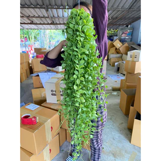 (สินค้าพรีออเดอร์) เดฟพาดเขียวจัมโบ้ พวงใหญ่ (ยาว45-50 เซน) *กดสั่งสูงสุดได้10 พวงต่อครั้งนะคะ*