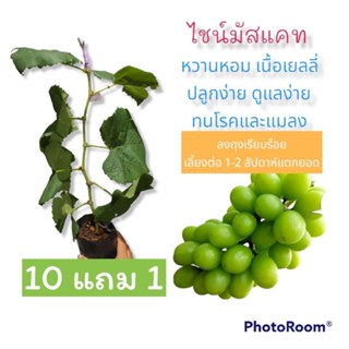 กิ่งพันธุ์​องุ่น​ ติดตา/เสียบยอดสายพันธุ์​ ไซมัส -ไชน์​มัสแ​คท​ (Shinemuscat)​