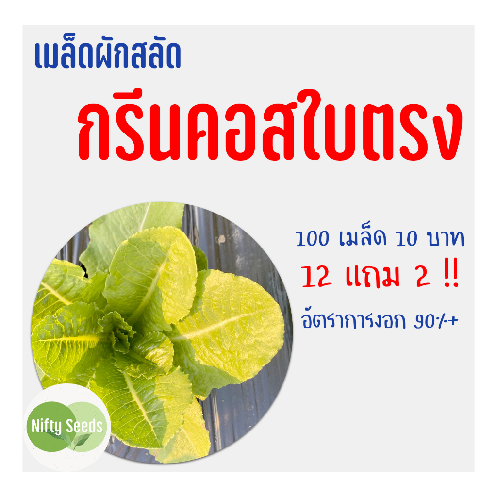 เมล็ดสลัด กรีนคอสใบตรง 100 เมล็ด 12 บาท งอกดีมีคู่มือในการปลูก