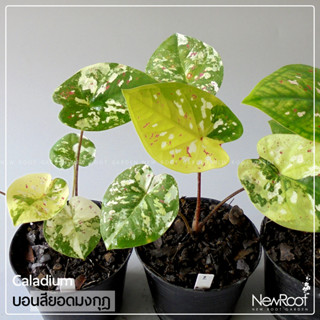 NewRootGarden บอนสี ยอดมงกุฎ กระถาง 4 นิ้ว ไม้ใบ ไม้ประดับใบสวย ไม้ในร่ม