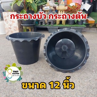 กระถางบัว กระถางตัน // กระถางปลูกบัว กระถางพลาสติก กระถางเกษตร