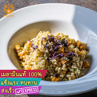 จานสลัด สปาเก๊ตตี้ เมลามีน 10-10.5 นิ้ว จานหลุม เมลามีน Phoenix 61210 61210.5