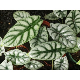 อโลคาเซีย ซิลเวอร์ ดราก้อนAlocasia silver dragon ใบหนังช้างสีเงิน