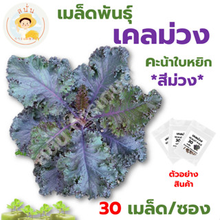 *ส่งด่วน* เมล็ดพันธุ์ เคลม่วง Scarlet Kale คะน้าใบหยิก สีม่วง สกาเล็ทเคล ปลูกผัก สลัด เมล็ดผัก เมล็ดพืช [1 ซอง 30 เมล็ด]