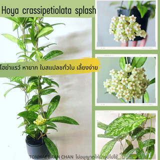 hoya crassipetiolata splash โฮย่าสะสม RARE!!  ไม้แขวนไม้ประดับ ตกแต่งสวน  ดอกน่ารัก ใบสวย ส่งต้นพร้อมลวดแขวน