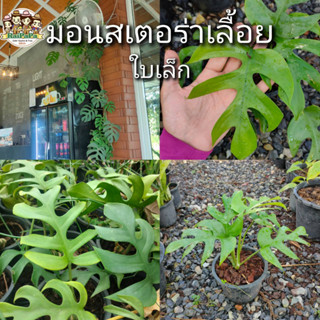 มอนสเตอร่าเลื้อย Monstera Borsigianaใบเล็ก คล้ายมอนสเตอร่าจินนี่ ไม้เลื้อย ไม้ฟอกอากาศ