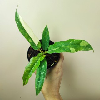 Philodendron Ring of Fire Variegated ฟิโลใบเรื่อยด่าง ไม้เนื้อเยื่อ