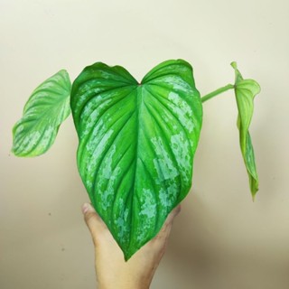 Philodendron Mamei ไม้เนื้อเยื่อ รากเดินแข็งแรง มาเมยอิ มาเมอิ ต้นมาเมยอิ