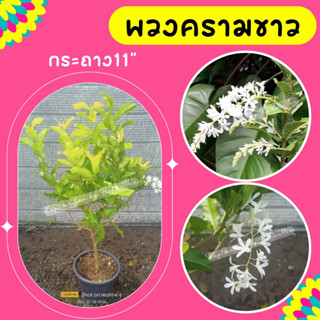 ต้นพวงครามสีขาว #ไม้เลื้อยสีขาว กระถาง11"
