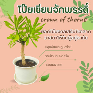 โป๊ยเซียนจักพรรดิ์ กระถางใหญ่ crown of thorns